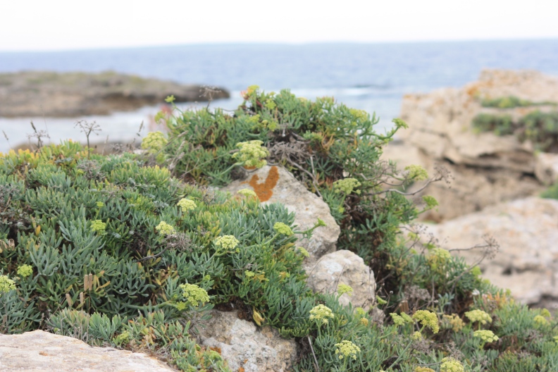 Crithmum maritimum / Finocchio marino